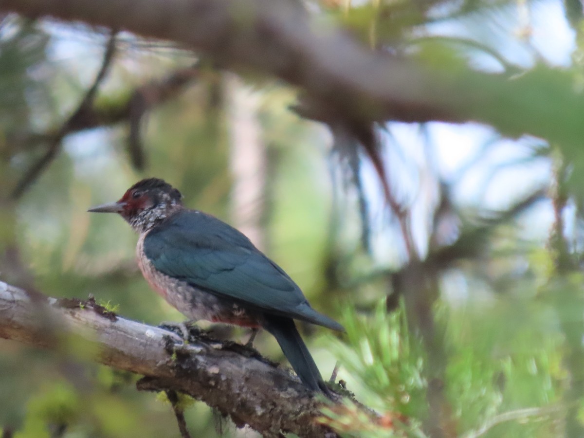 Lewis's Woodpecker - ML608794928