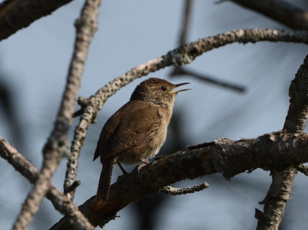 House Wren - Wendy Hill