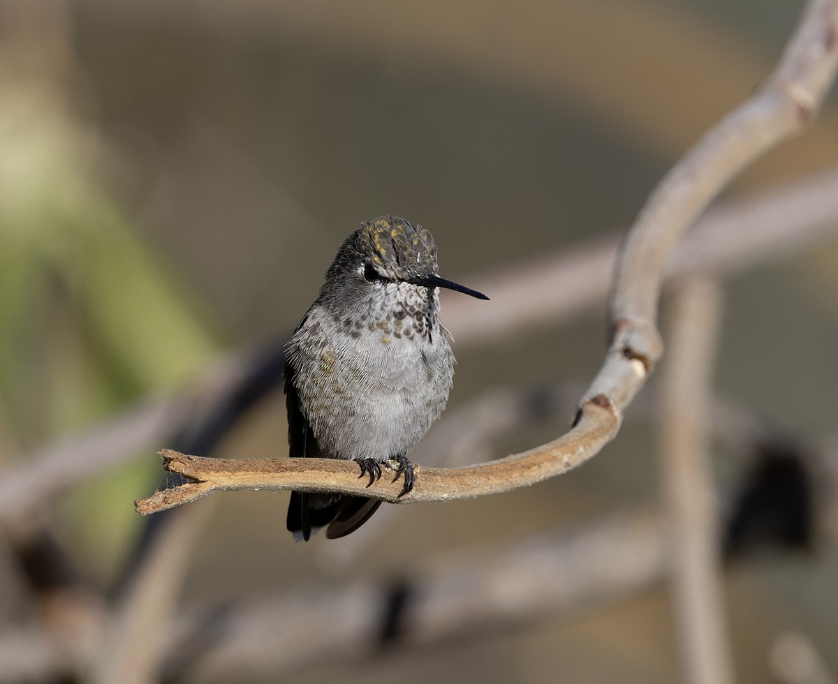 Costa's Hummingbird - ML608794972
