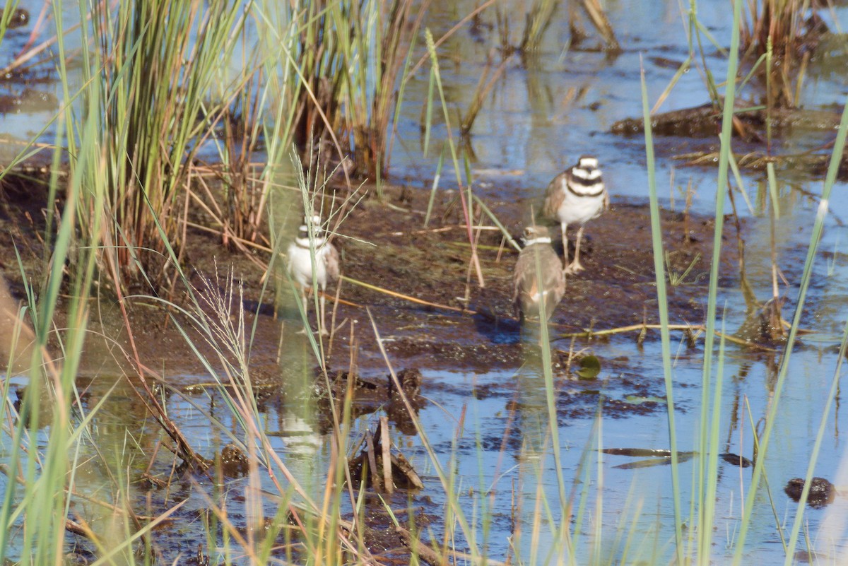 Killdeer - ML608794983