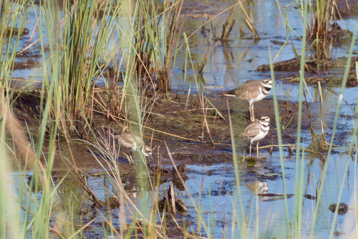 Killdeer - Scott Harris