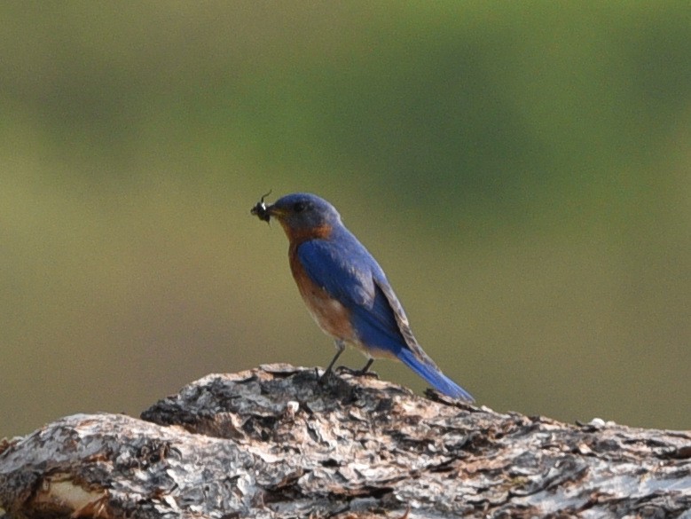 Eastern Bluebird - ML608794989