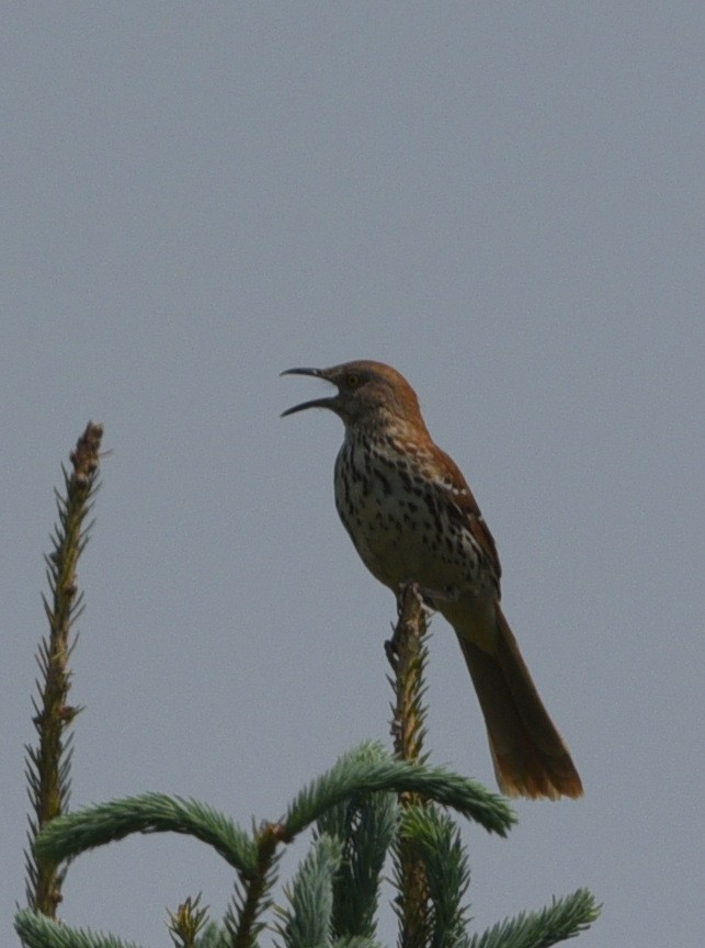 Brown Thrasher - Wendy Hill