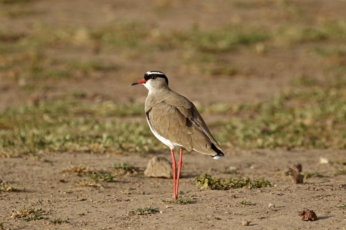 Crowned Lapwing - ML608795011