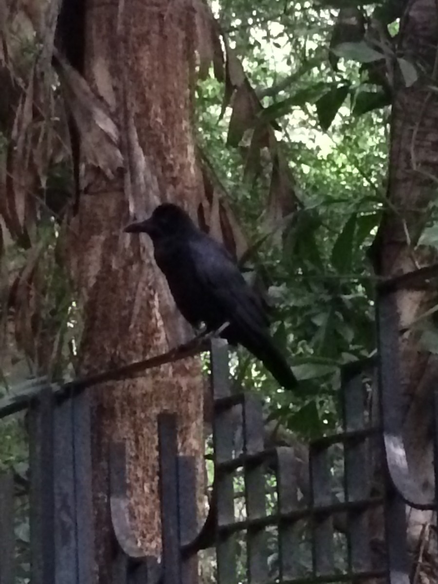 Large-billed Crow (Indian Jungle) - ML608795110