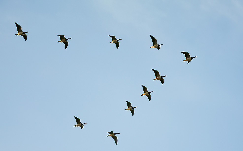 Barnacle Goose - Eric Francois Roualet