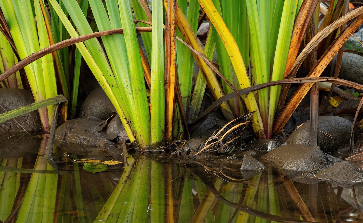 Jack Snipe - Eric Francois Roualet