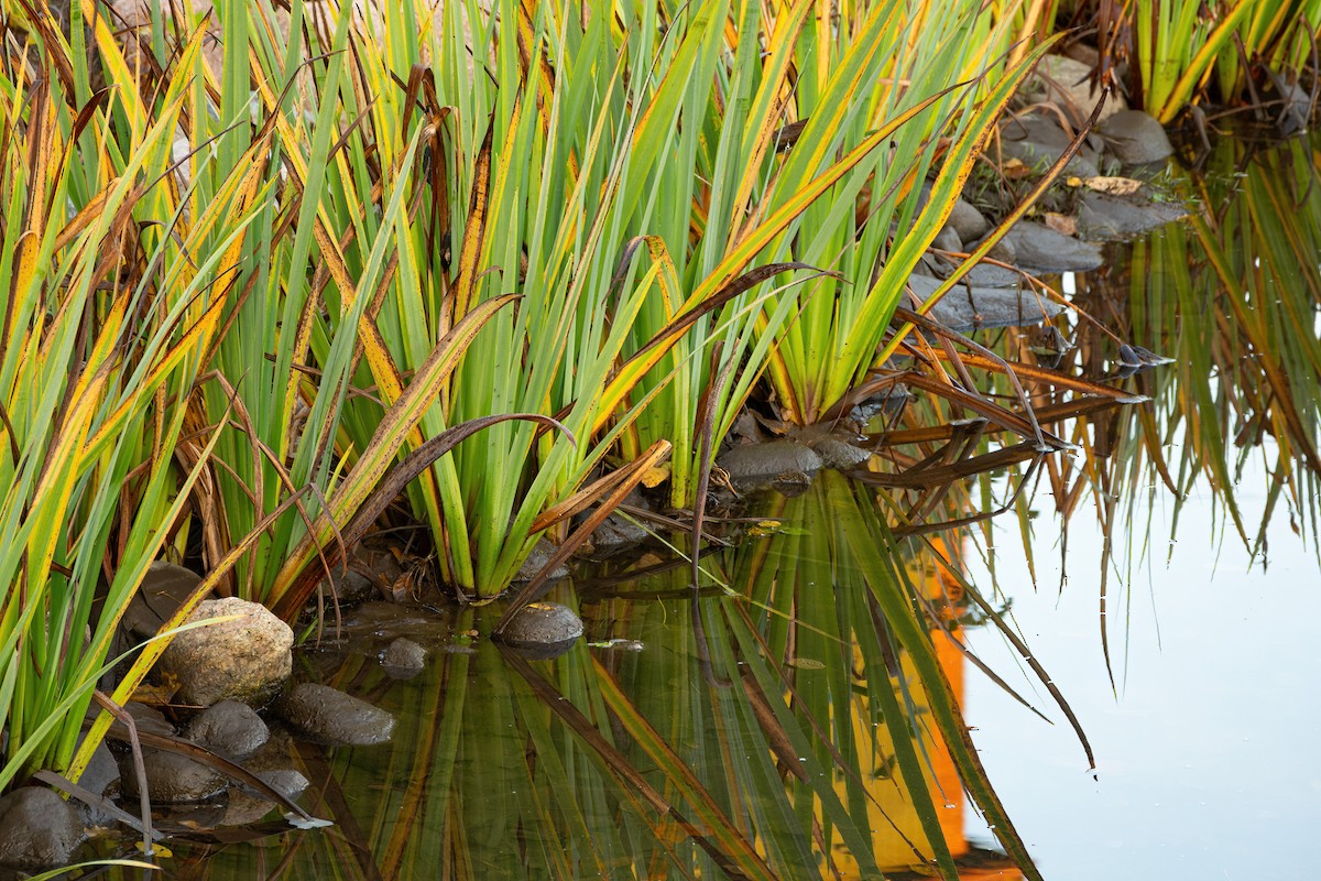 Jack Snipe - Eric Francois Roualet