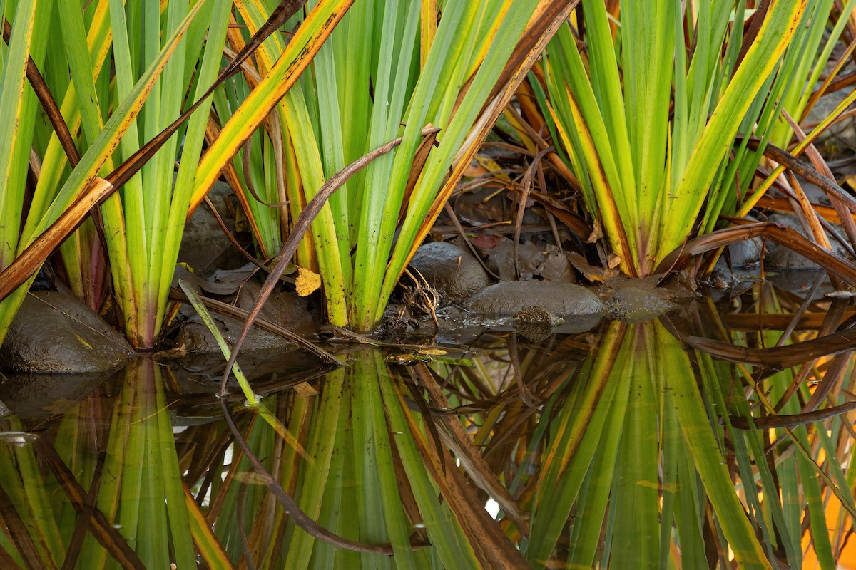 Jack Snipe - Éric Francois Roualet