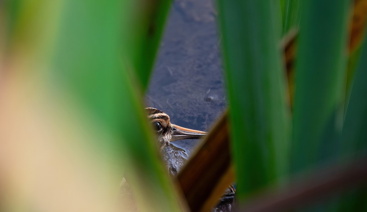 Jack Snipe - Eric Francois Roualet