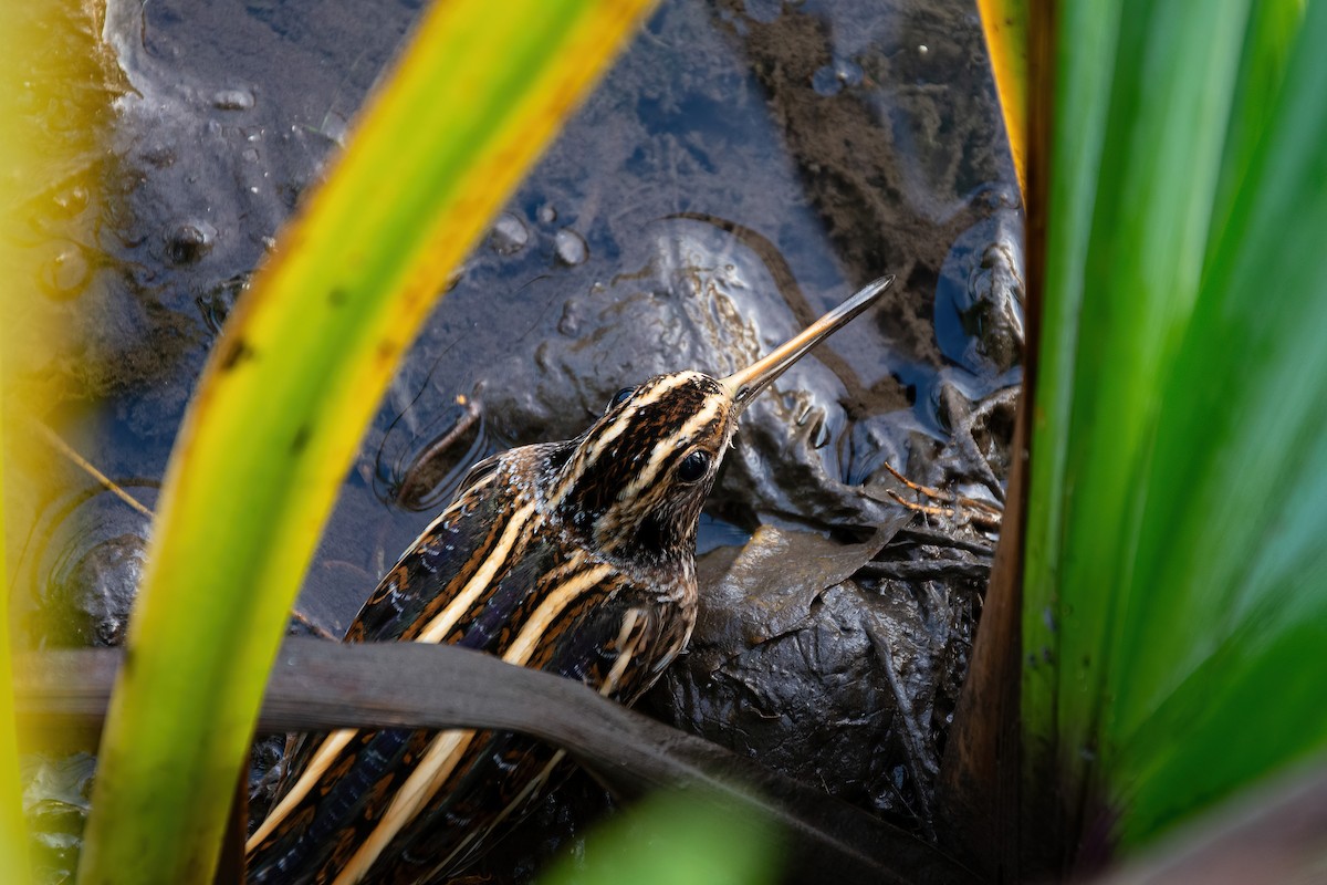 Jack Snipe - Eric Francois Roualet