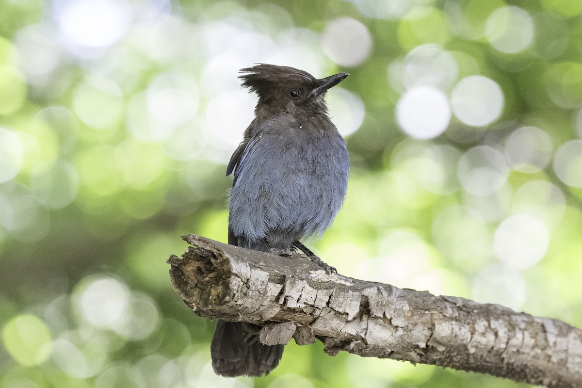 Steller's Jay - ML608795156