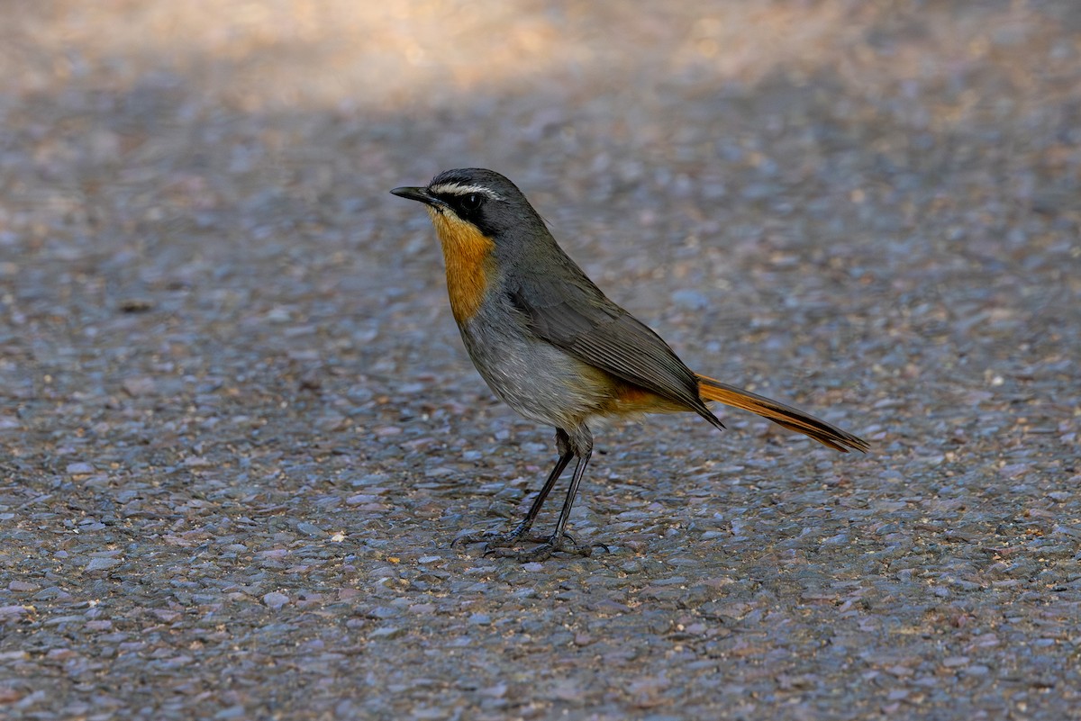 Cape Robin-Chat - ML608795234