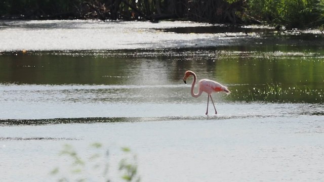 American Flamingo - ML608795249