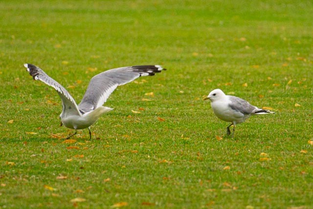 Common Gull - ML608795252