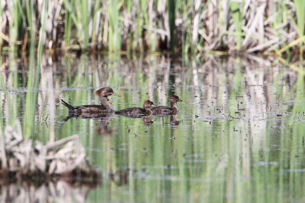 Hooded Merganser - ML60879531