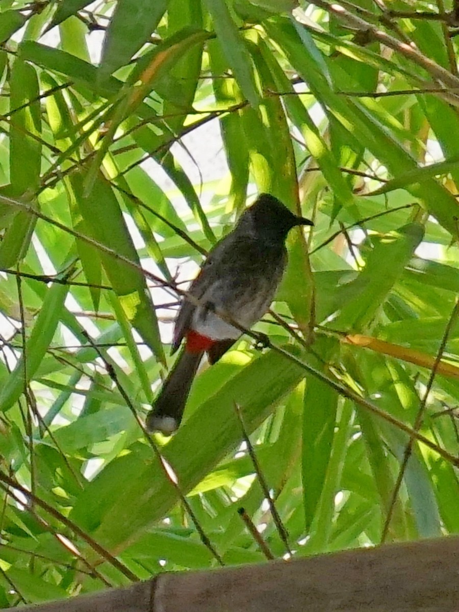 Red-vented Bulbul - ML608795339