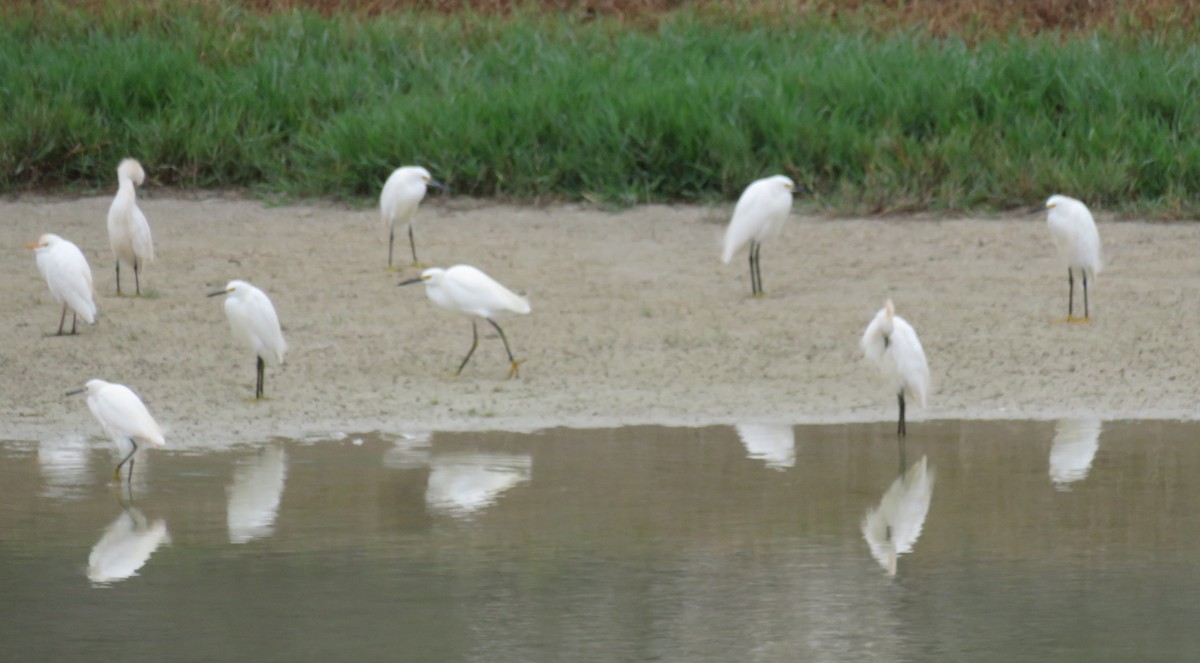 Snowy Egret - ML608795379