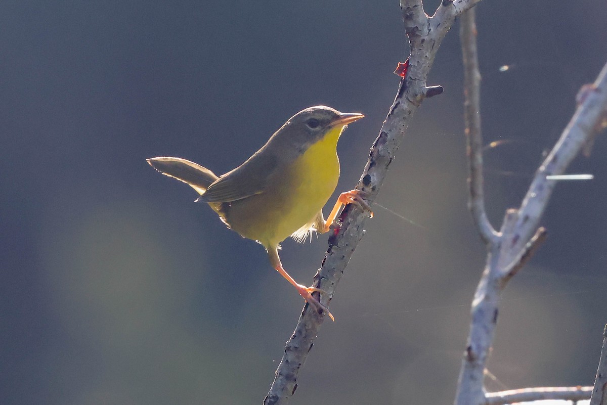 Common Yellowthroat - ML608795459