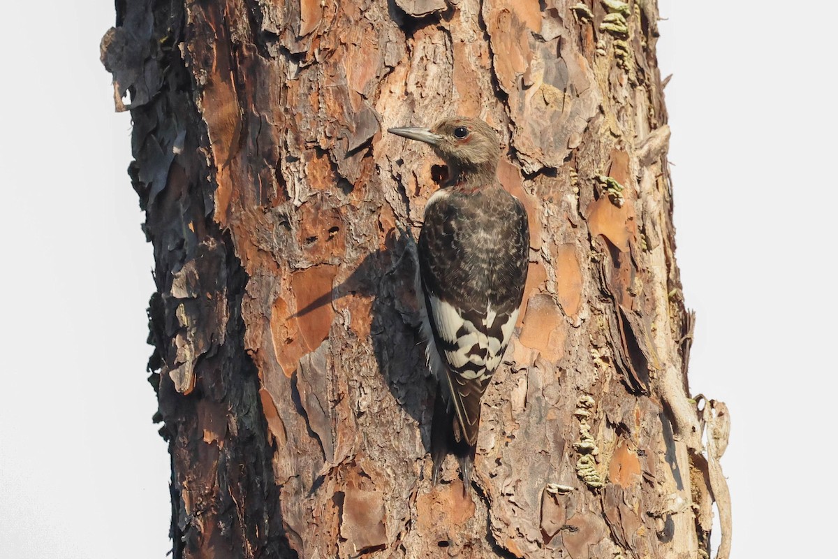 Red-headed Woodpecker - ML608795463