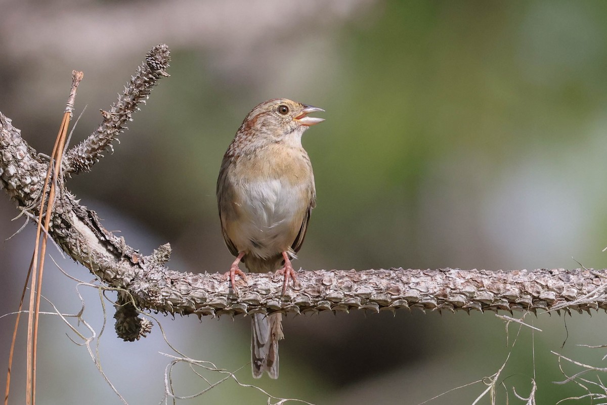 Bachman's Sparrow - ML608795497