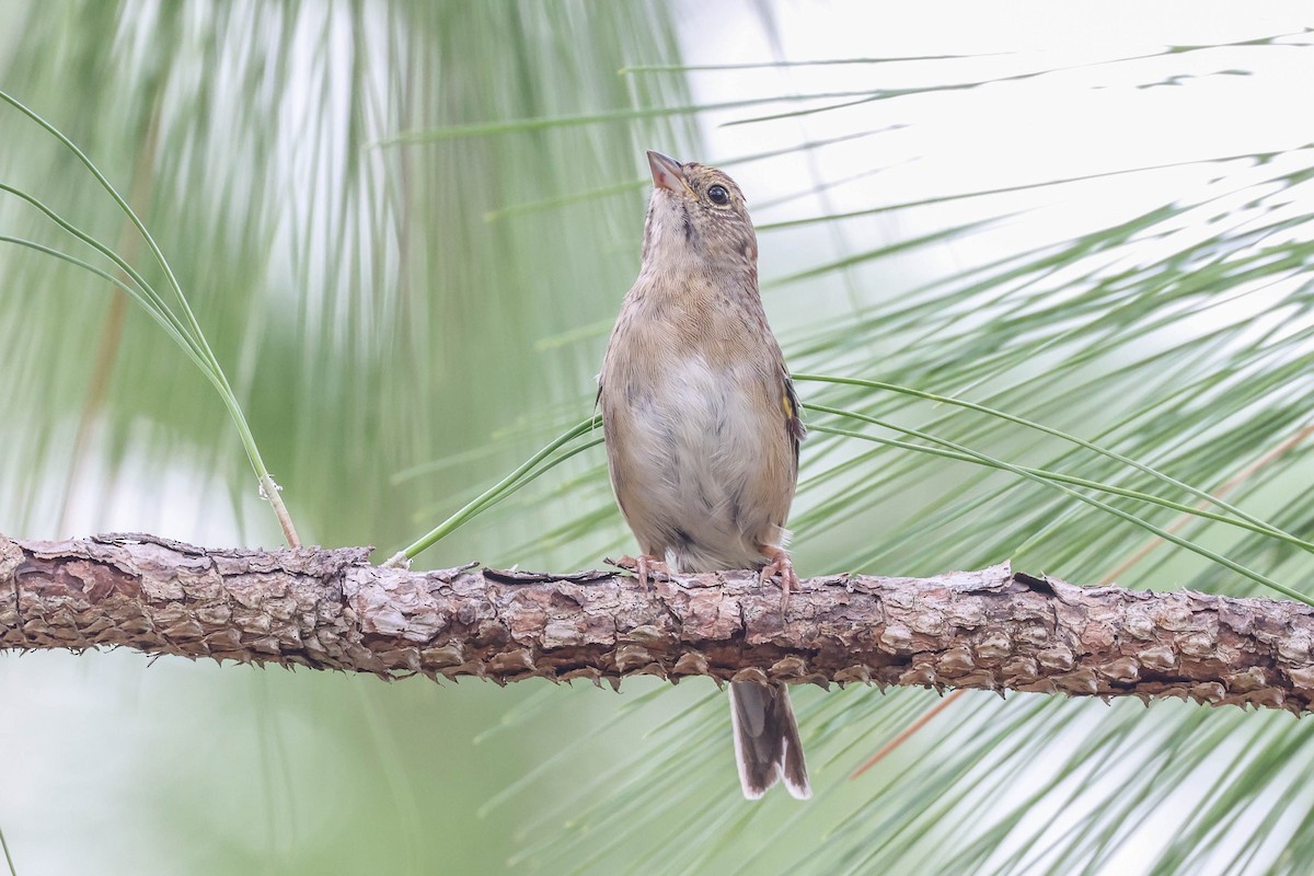 Bachman's Sparrow - ML608795498