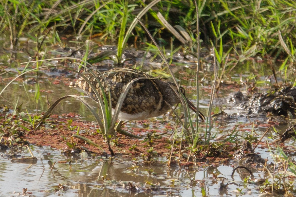 Greater Painted-Snipe - ML608795526