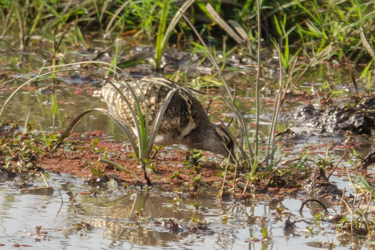 Greater Painted-Snipe - ML608795527