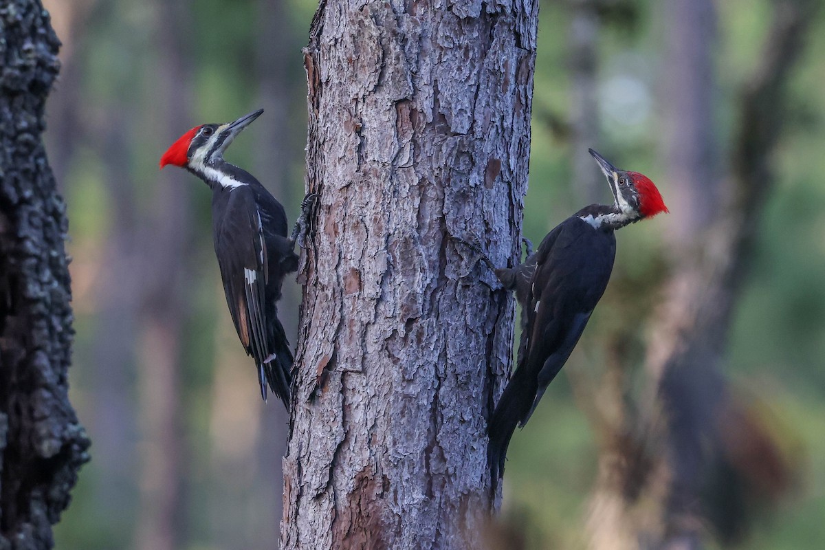 Pileated Woodpecker - ML608795554