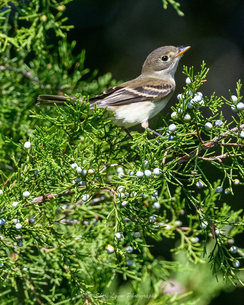 Least Flycatcher - ML608795563