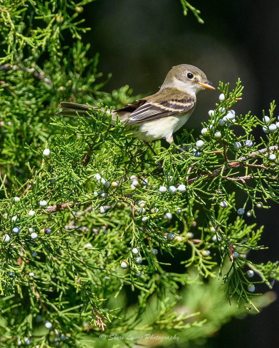 Moucherolle tchébec - ML608795565