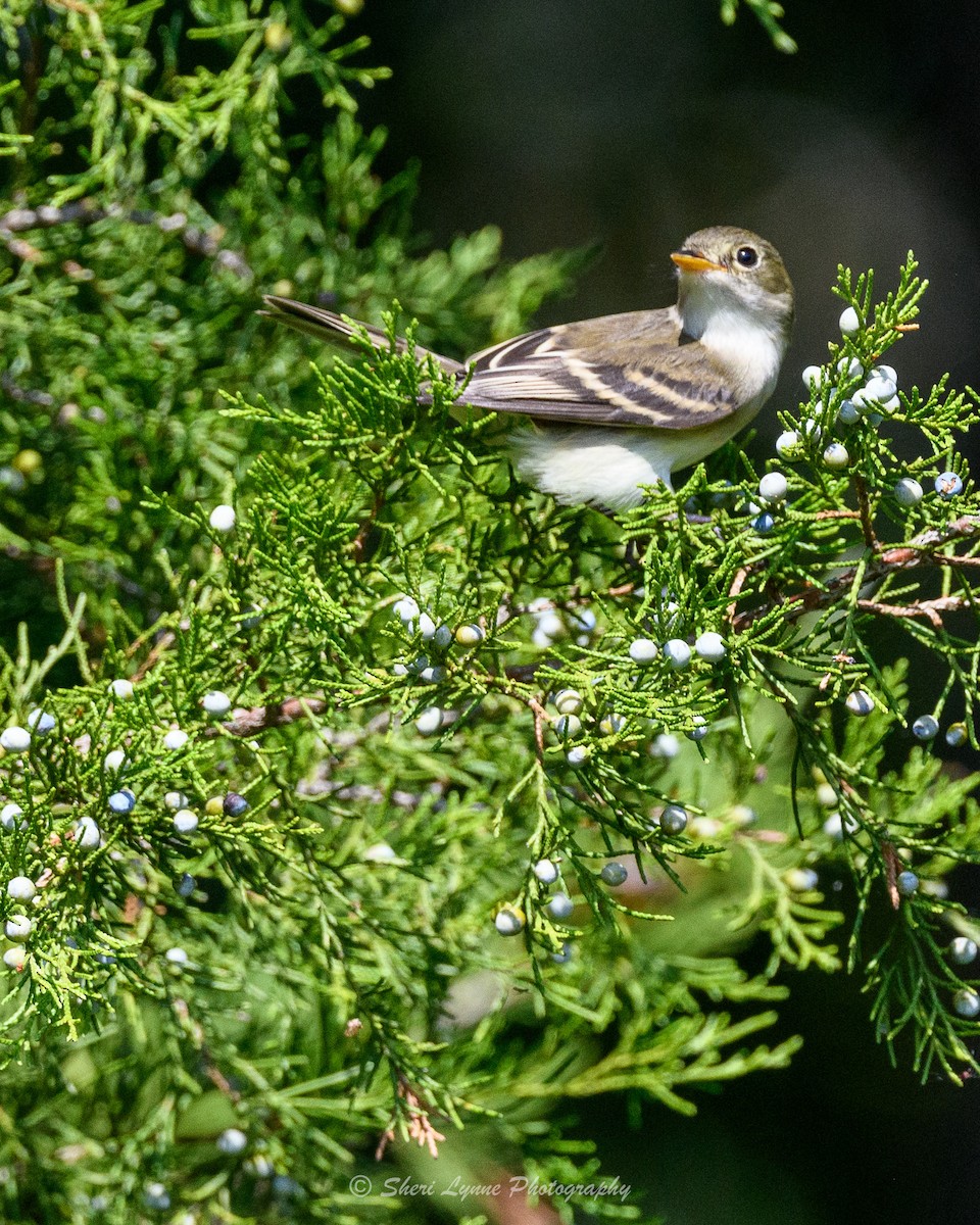 Least Flycatcher - ML608795566