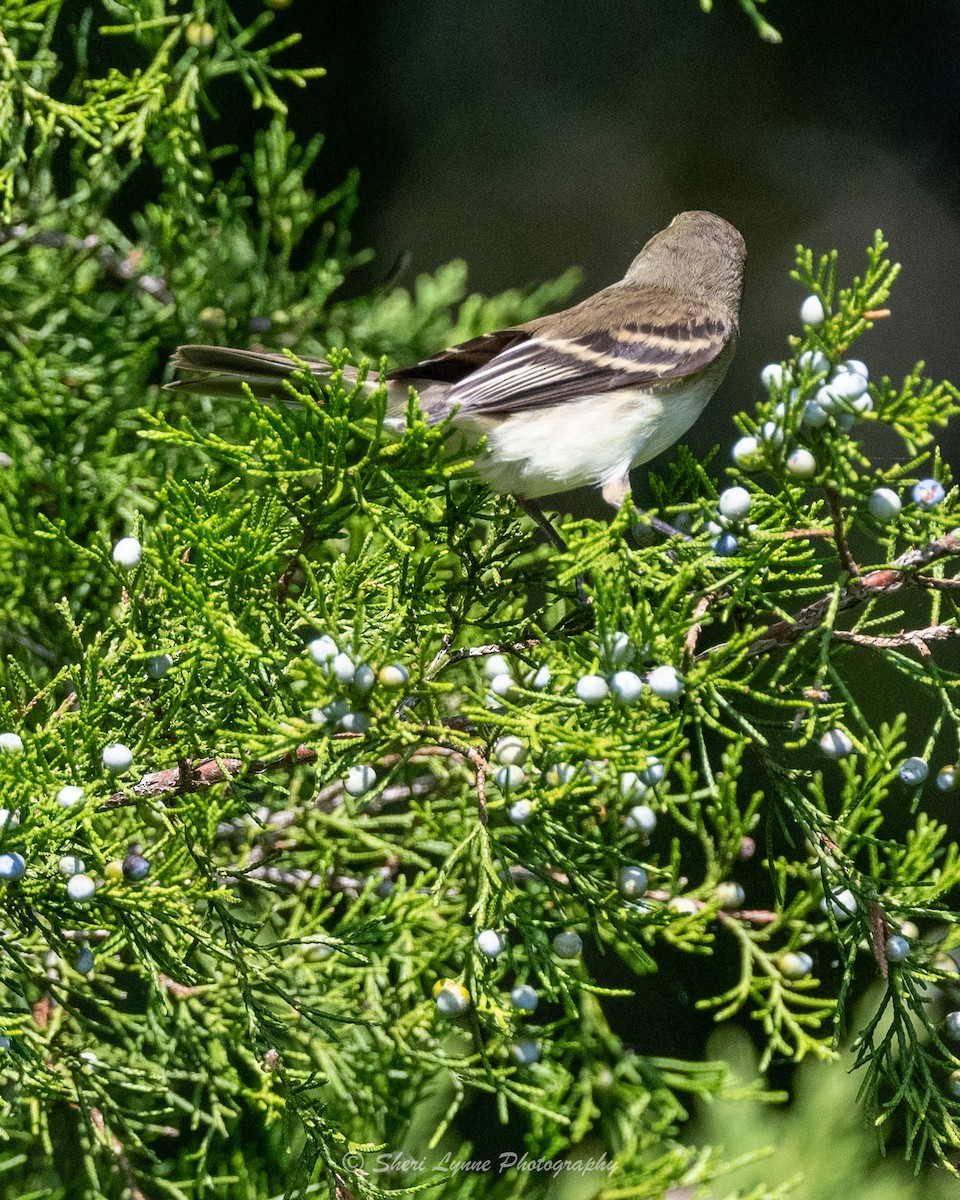 Least Flycatcher - ML608795567