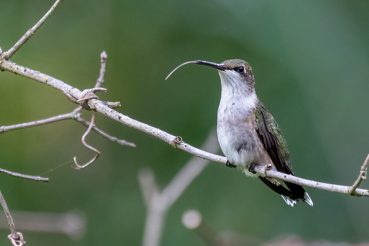 Ruby-throated Hummingbird - Kayann Cassidy