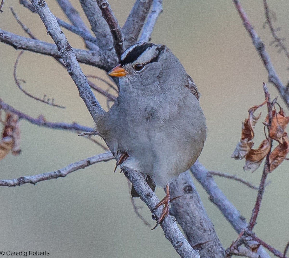 White-crowned Sparrow - ML608795703