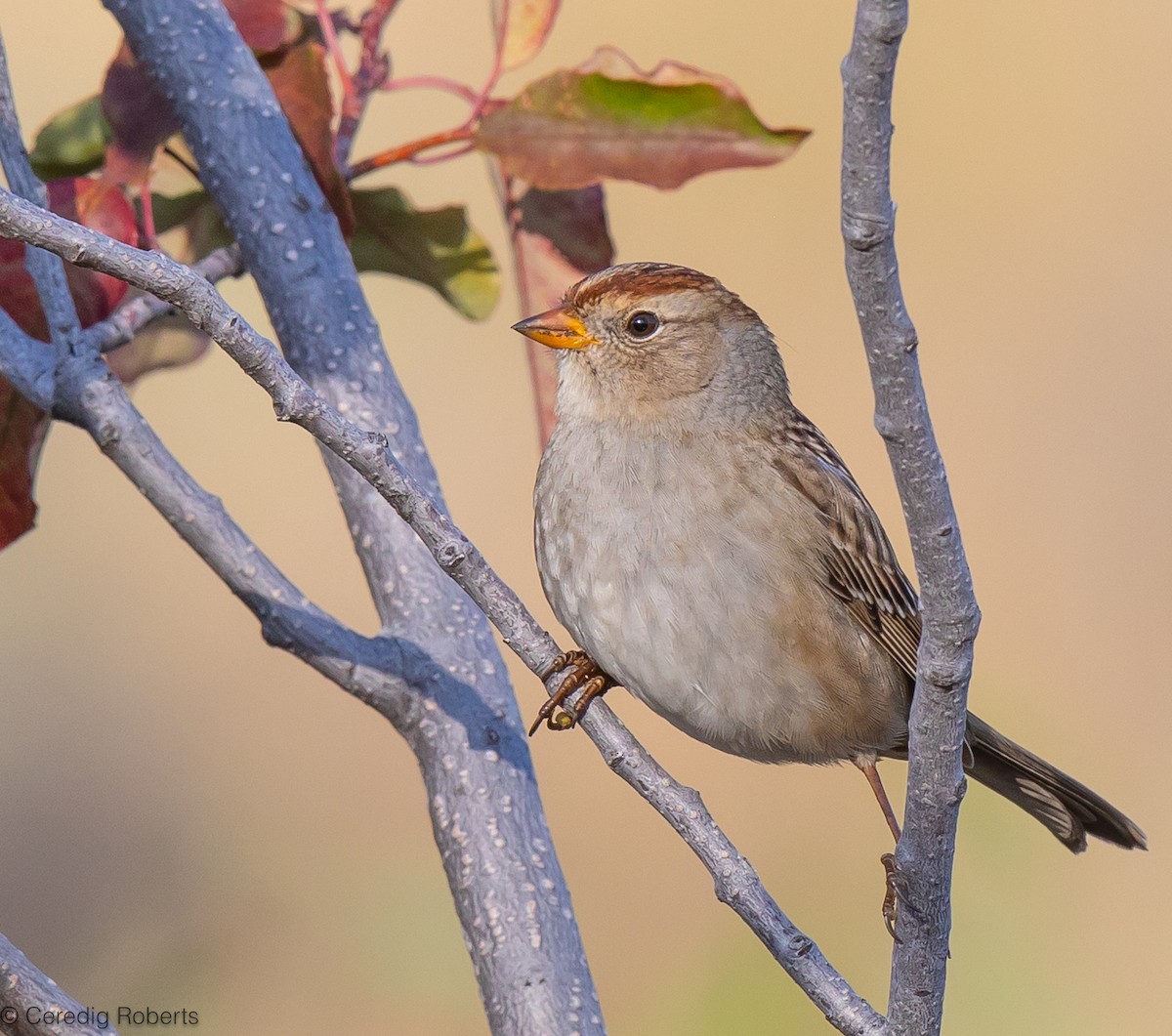 White-crowned Sparrow - ML608795704