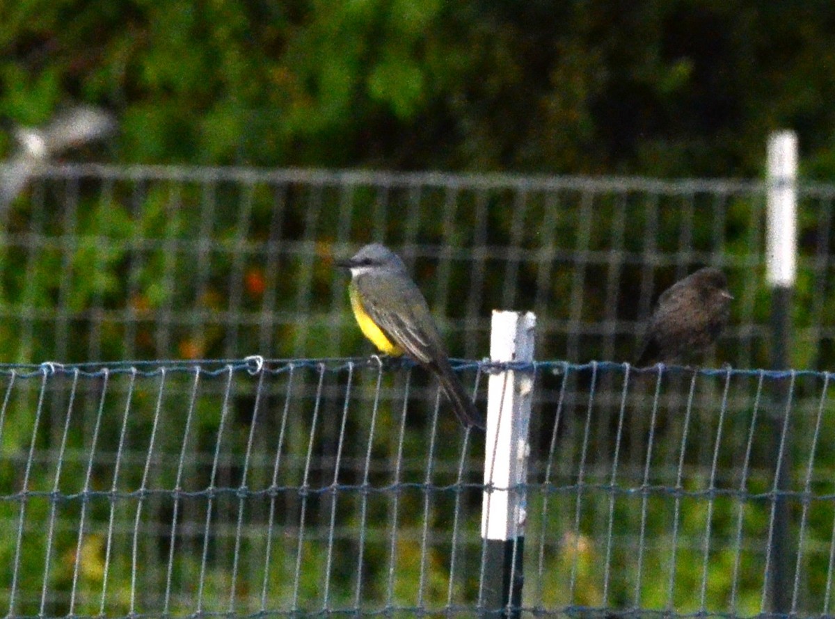 Tropical Kingbird - ML608795739