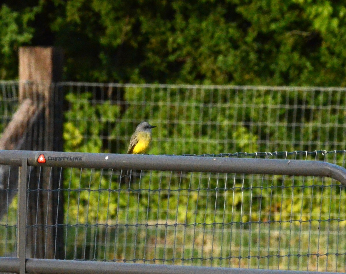 Tropical Kingbird - Dan Belcher