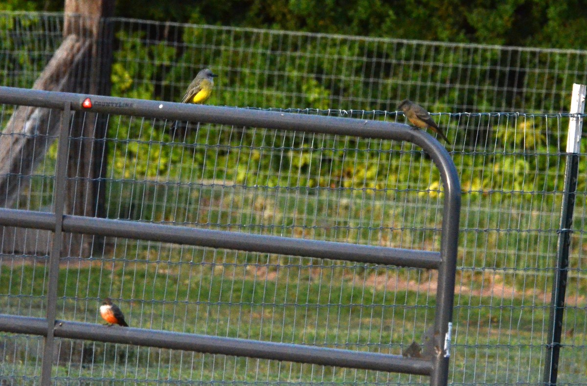 Tropical Kingbird - Dan Belcher