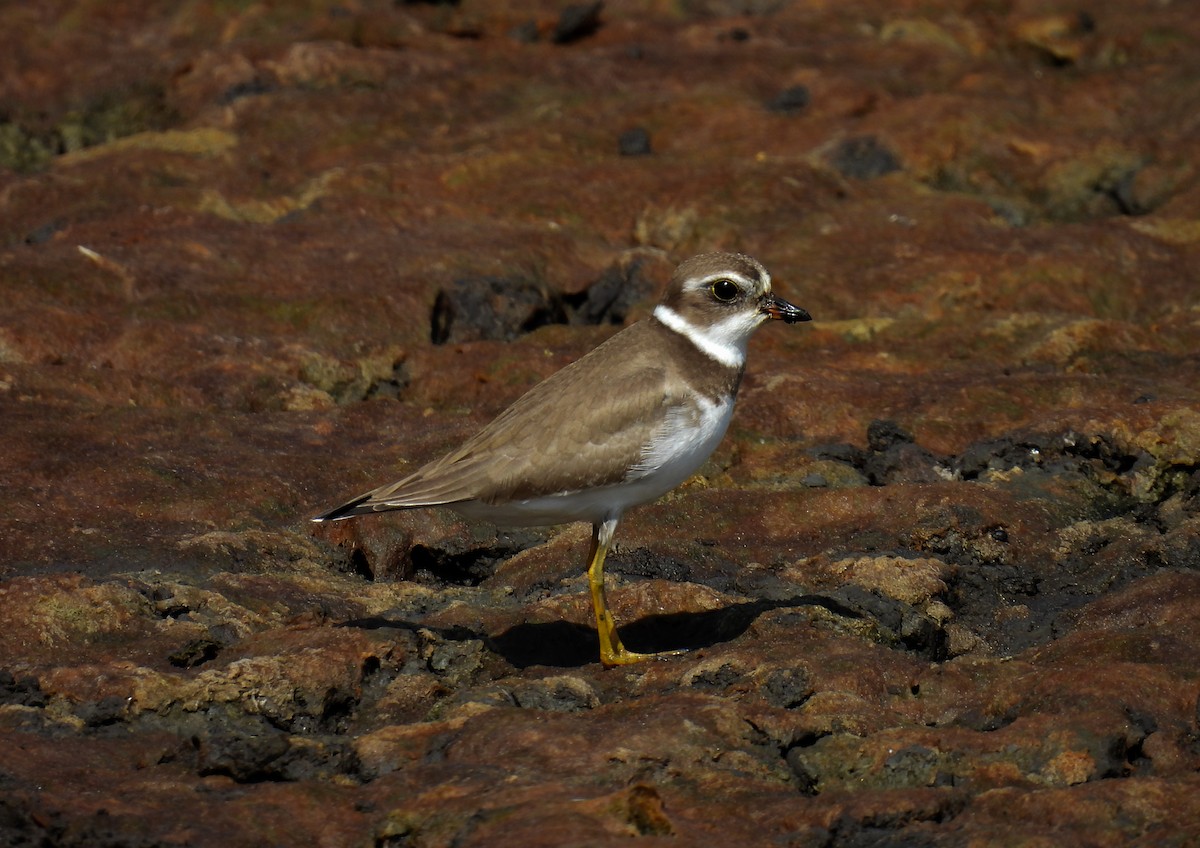 Semipalmated Plover - ML608795783
