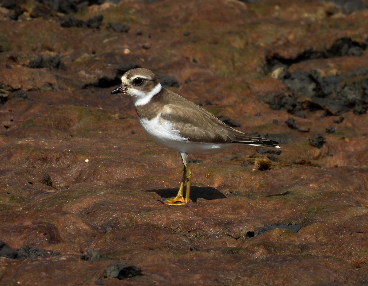 Semipalmated Plover - ML608795784
