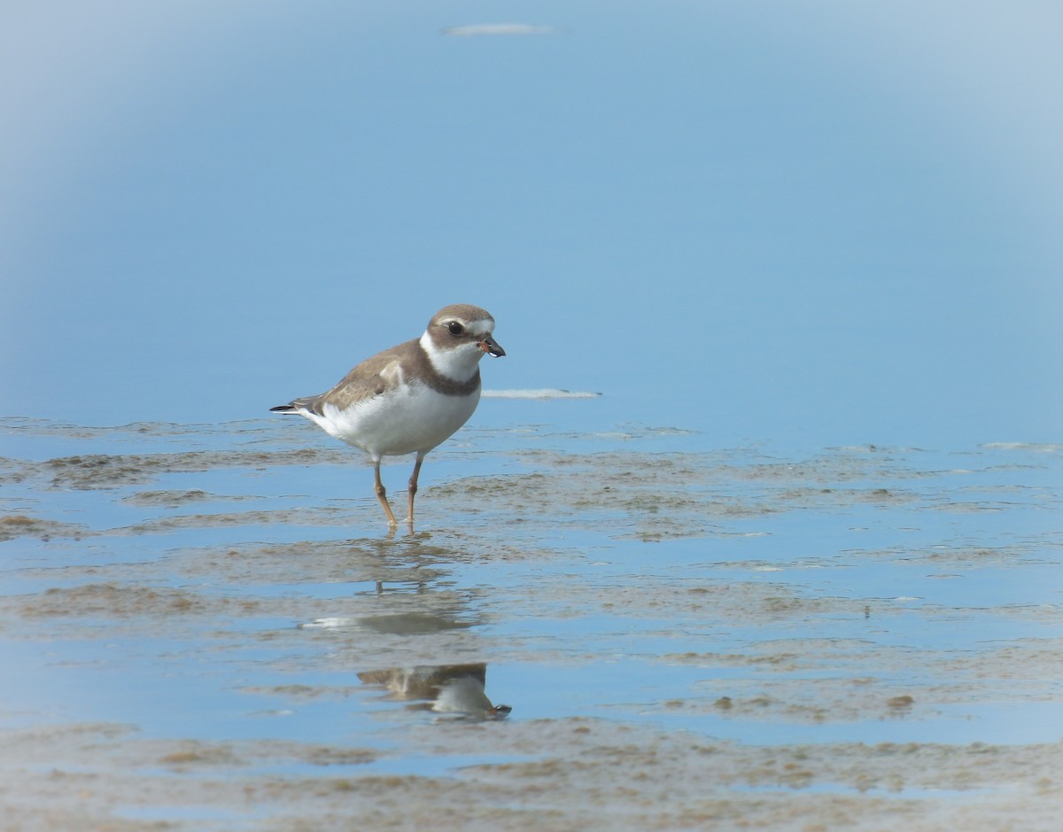Semipalmated Plover - ML608795830