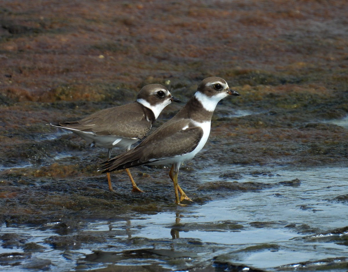 Semipalmated Plover - ML608795831