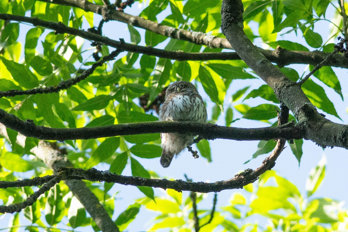 Eurasian Pygmy-Owl - ML608795924