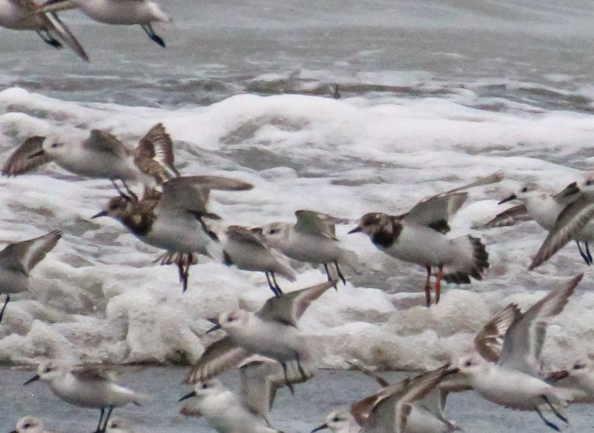 Ruddy Turnstone - ML608795935