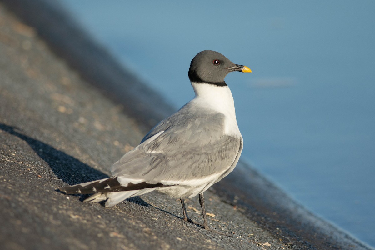 Sabine's Gull - ML608795962