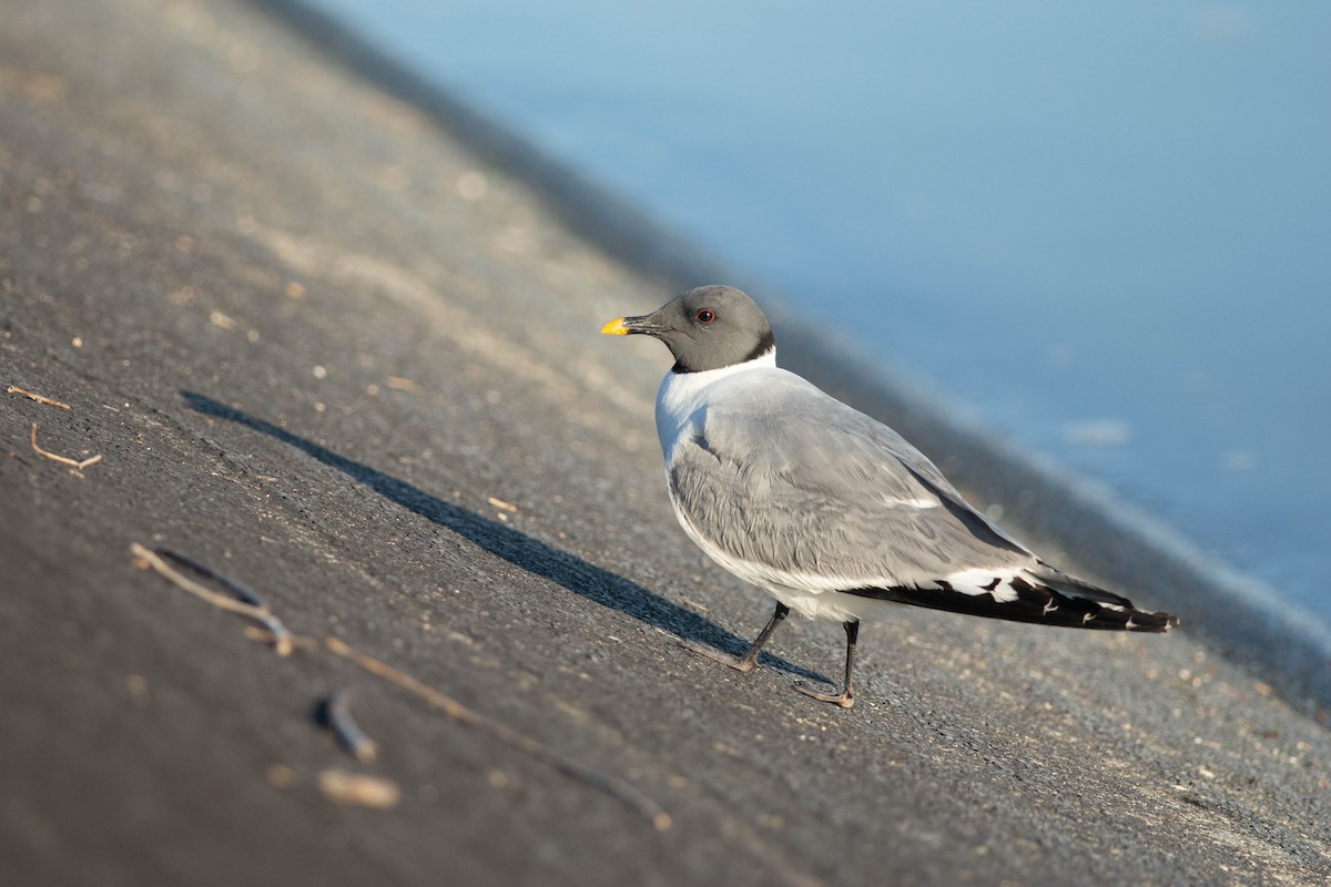 Sabine's Gull - ML608795963