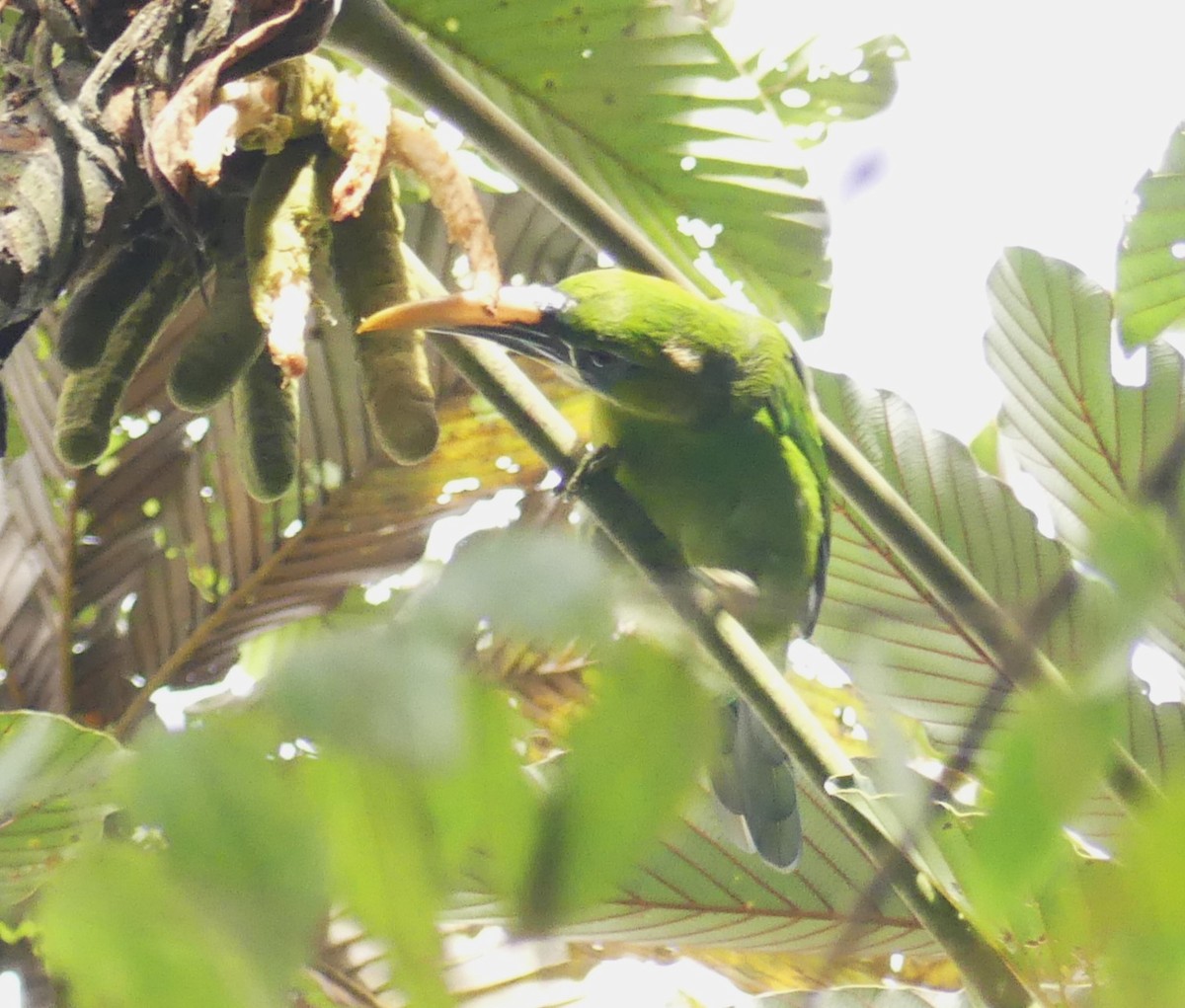 Groove-billed Toucanet (Yellow-billed) - Alain Sylvain