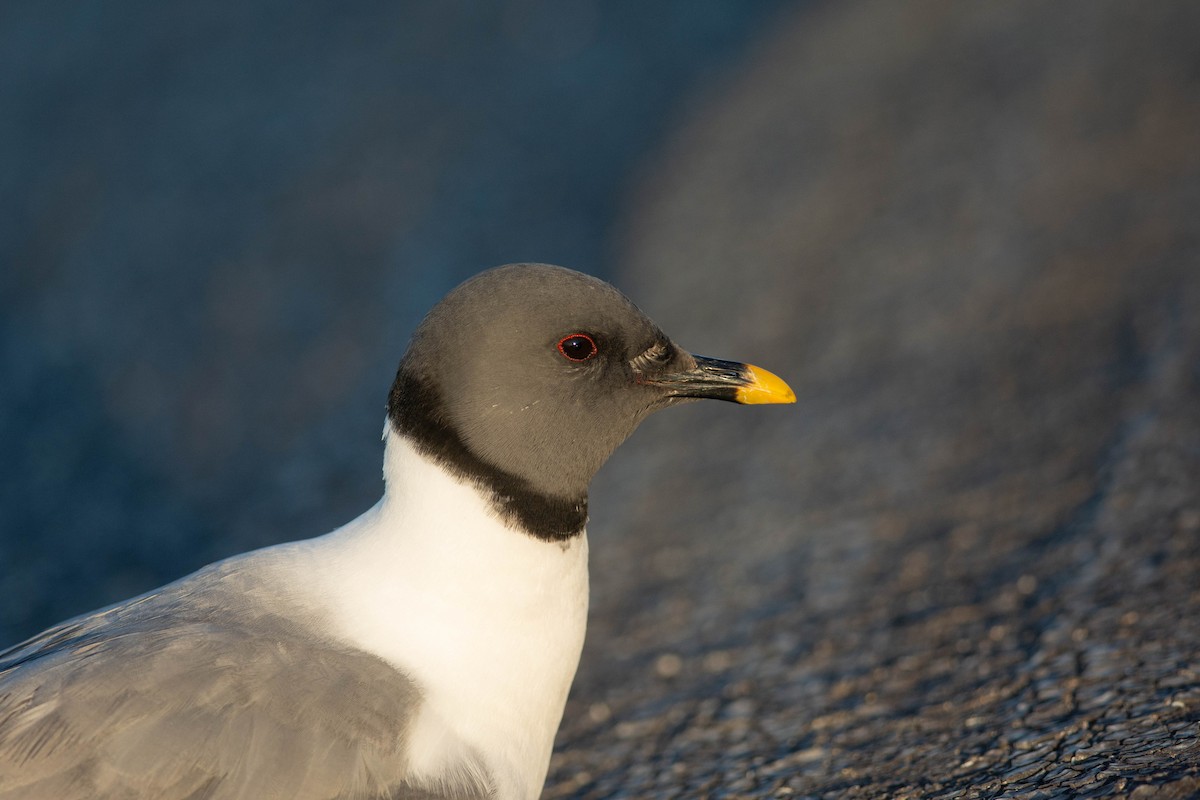 Sabine's Gull - ML608795996