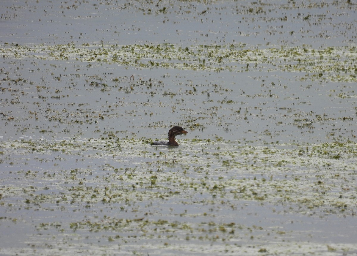 Pied-billed Grebe - ML608796052